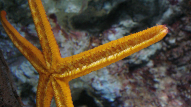 Le Mare Nostrum de Montpellier (34) 29ljjv
