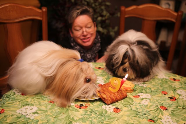 chien qui essaye de vomir chien qui essaye de vomir